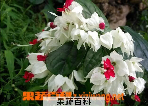 果蔬百科龙吐珠