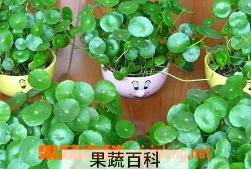 果蔬百科碗莲种植方法图解