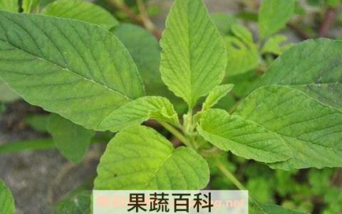 凹头苋的功效及吃法 凹头苋有什么用处