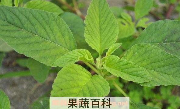 凹头苋的功效与作用