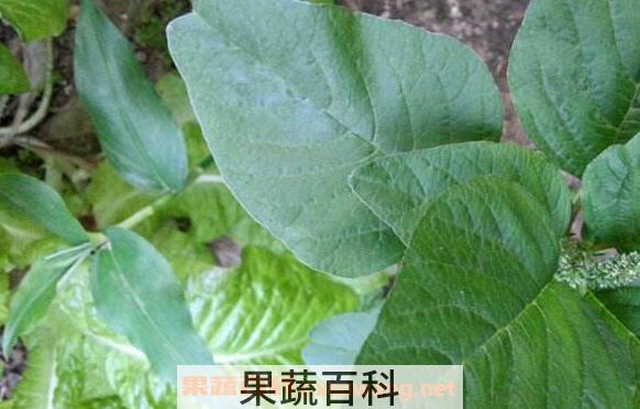 凹头苋的功效与作用