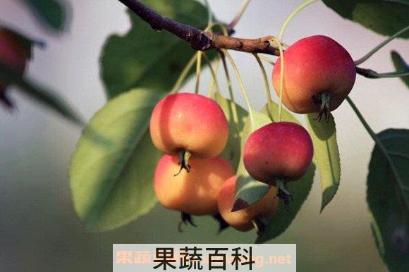 海棠果