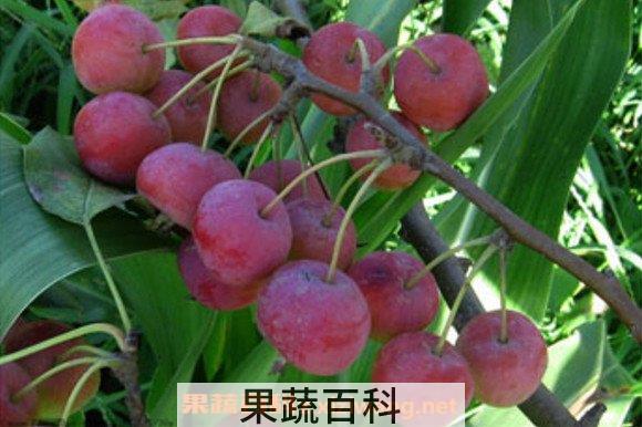 海棠果