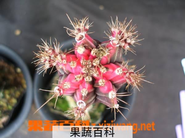 果蔬百科多肉植物绯牡丹