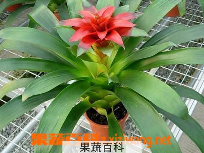果蔬百科鸿运当头花怎么养