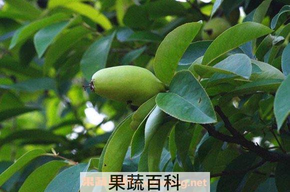 毛叶木瓜