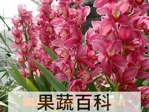 果蔬百科蕙兰花图片 蕙兰花怎么养