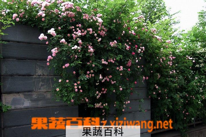果蔬百科爬墙月季的养殖方法