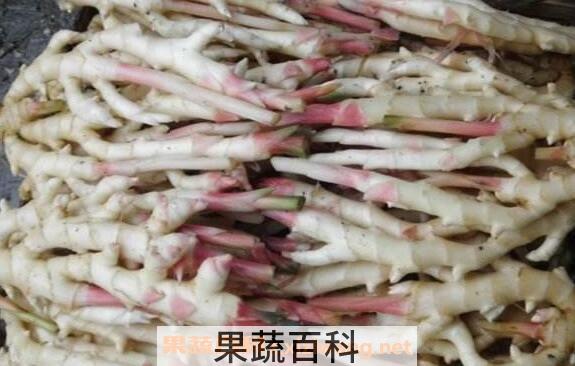 竹根姜和生姜区别 吃生姜的好处