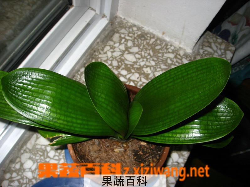 果蔬百科君子兰为什么不开花