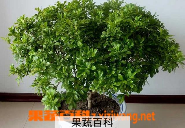 果蔬百科米兰花怎么养