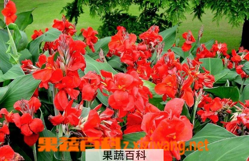 果蔬百科美人蕉的养殖方法