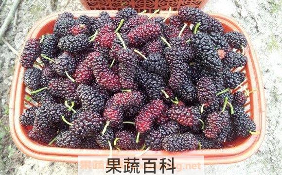 桑葚馒头