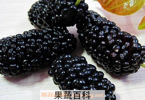 黑桑葚泡酒