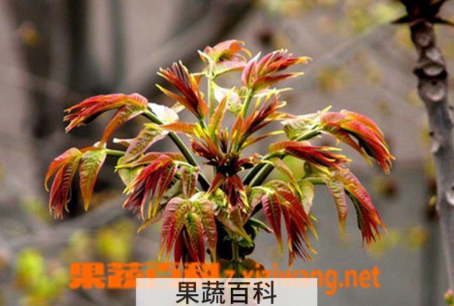 果蔬百科盆栽香椿树的养护方法