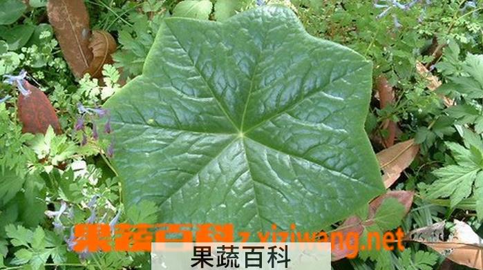 果蔬百科八角莲图片 八角莲种植技巧