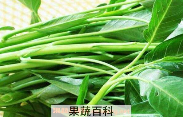 蕹菜的功效与作用 蕹菜的禁忌