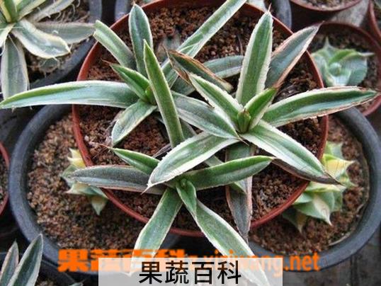果蔬百科龙舌兰科辉山的养殖方法