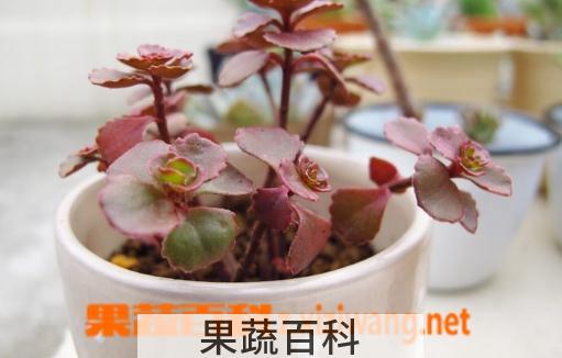 果蔬百科小球玫瑰的种植与养护
