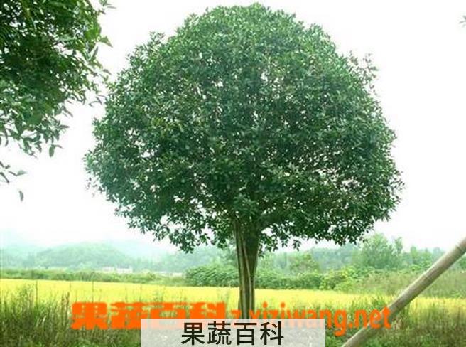 果蔬百科桂花树为什么不开花
