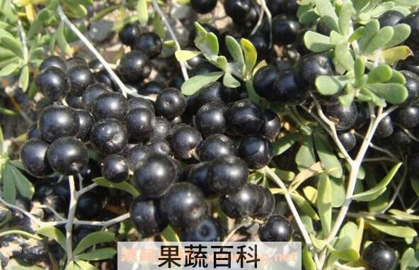海葚子的药用价值 吃海葚子的好处