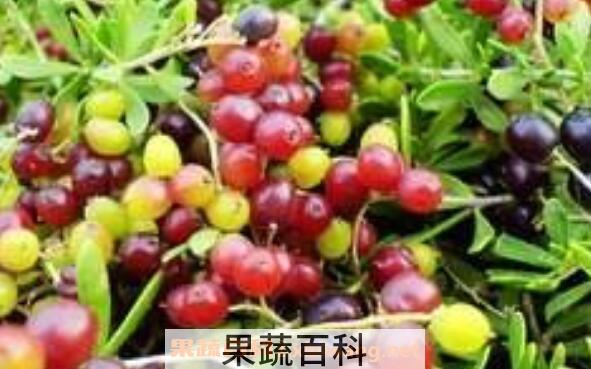 海葚子的药用价值 吃海葚子的好处