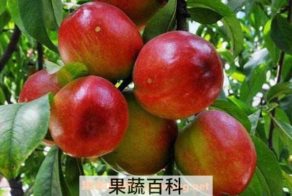 油桃