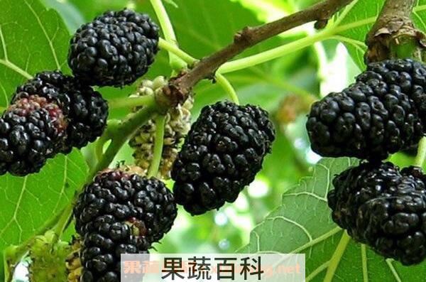 葚子吃喝有哪些好处 吃葚子的功效与作用