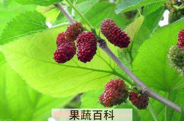 葚子吃喝有哪些好处 吃葚子的功效与作用