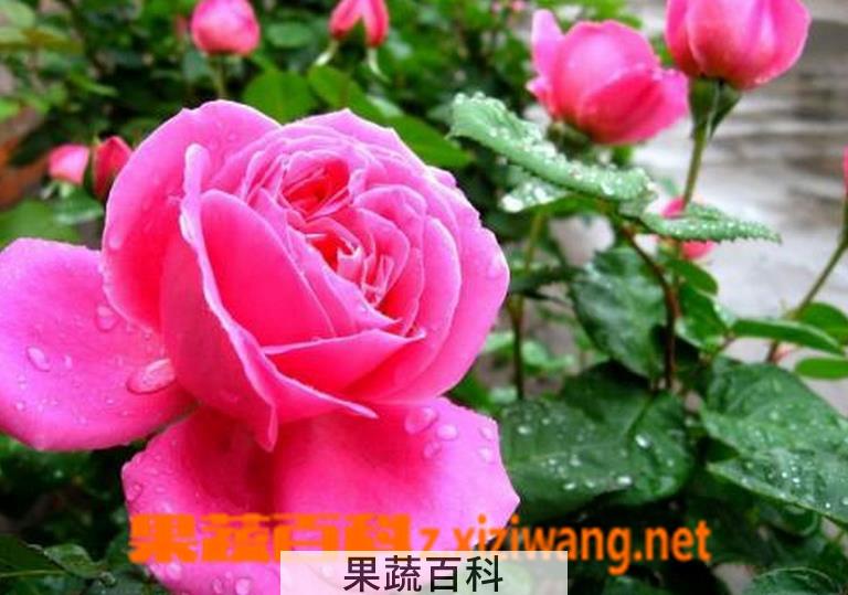 果蔬百科月季花的功效与作用