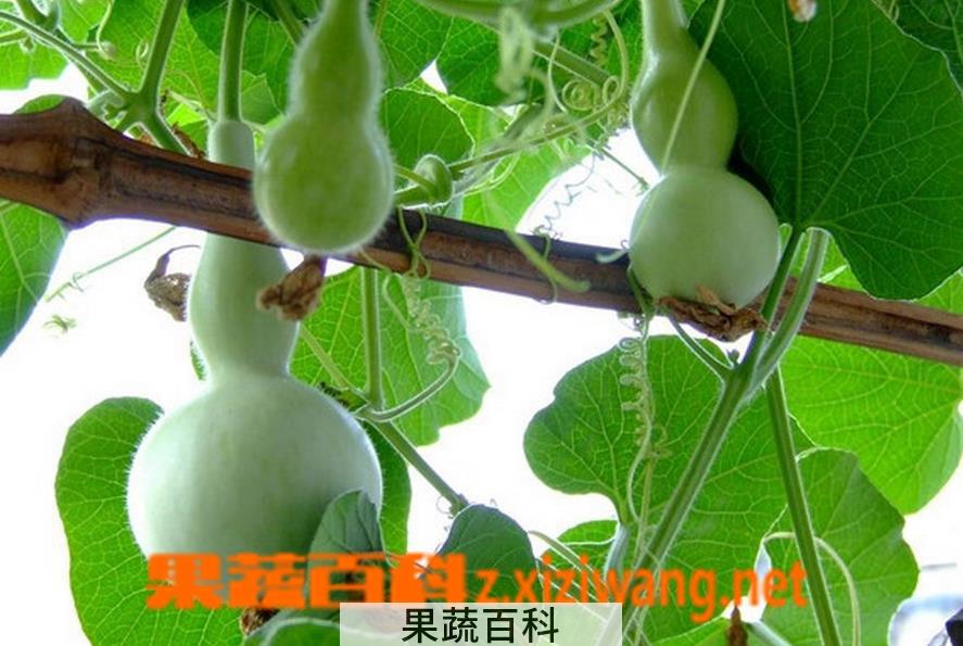 果蔬百科手捻葫芦种植及各类葫芦种植方法