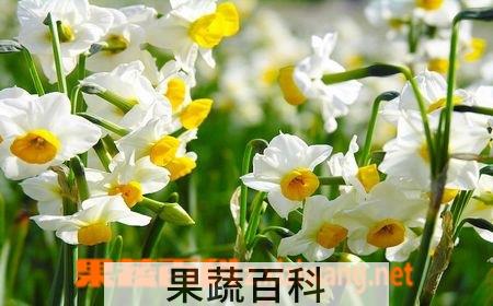 果蔬百科水仙花开花后怎么养
