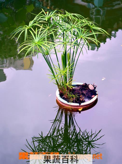 果蔬百科水竹(旱伞草 水棕竹)的养殖养护方法