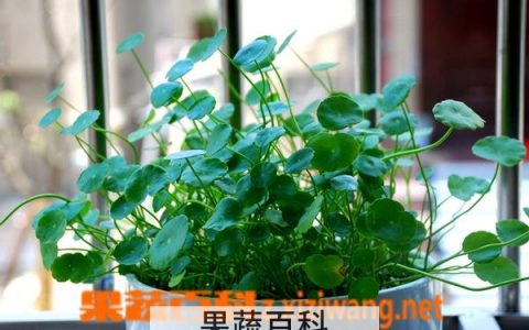 铜钱草的养殖方法 养殖铜钱草的技巧和注意事项