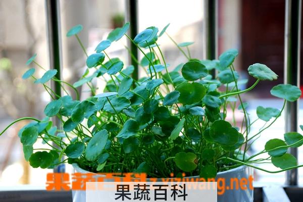 果蔬百科铜钱草的养殖方法