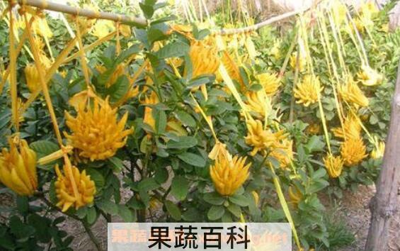 腌制佛手果的功效与作用