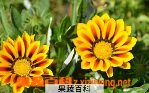 勋章菊冬季种植方法与注意事项