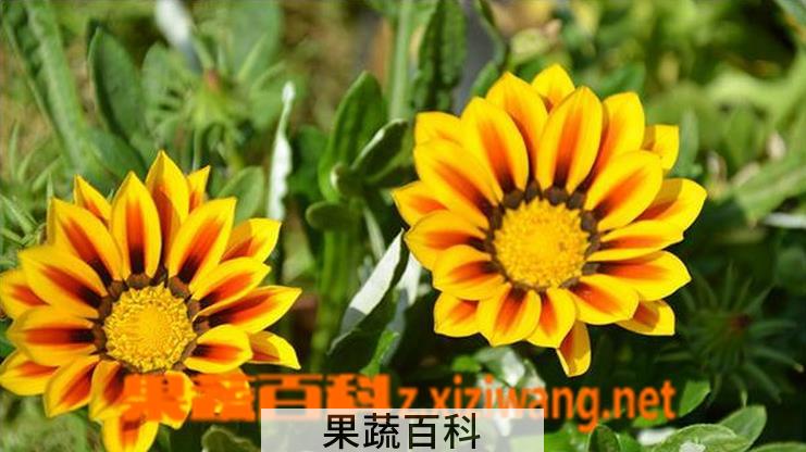 果蔬百科勋章菊冬季种植方法与注意事项