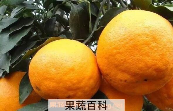 柑果皮的功效与作用