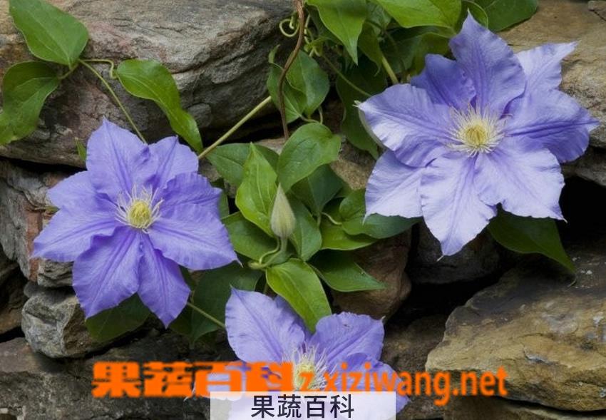 果蔬百科铁线莲夏季种植方法