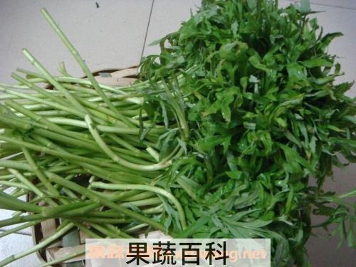 泥蒿