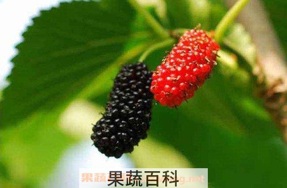桑葚子