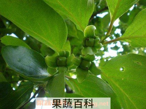 柿子叶