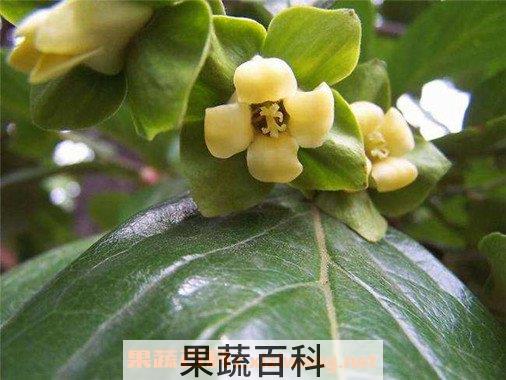 柿子叶