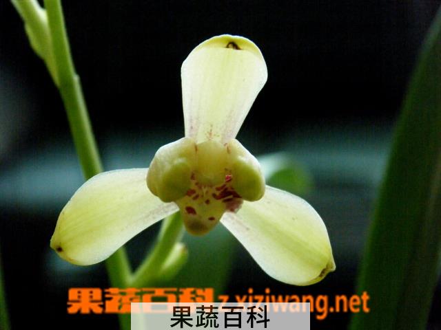 果蔬百科春兰花(山兰)的养殖养护方法
