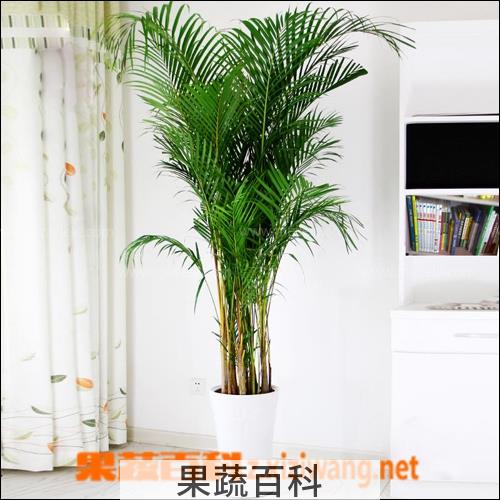 果蔬百科散尾葵的养殖方法