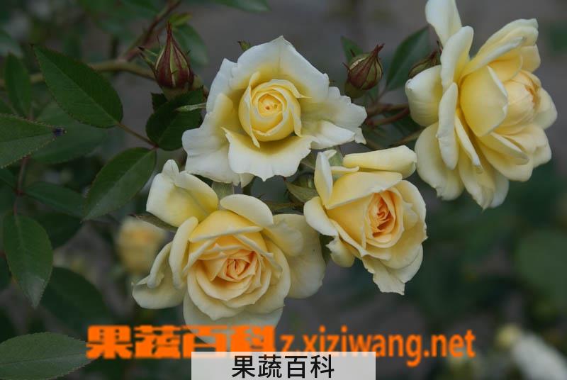 果蔬百科枝干洋葵的养殖方法
