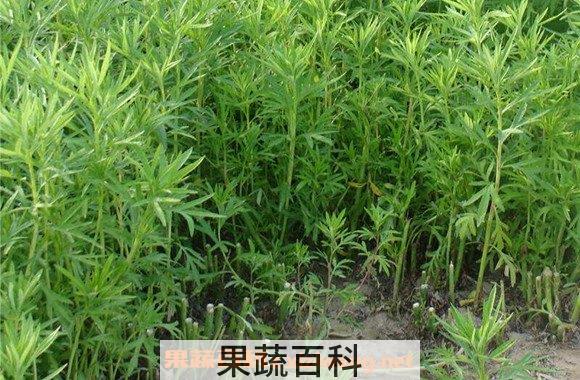 泥蒿