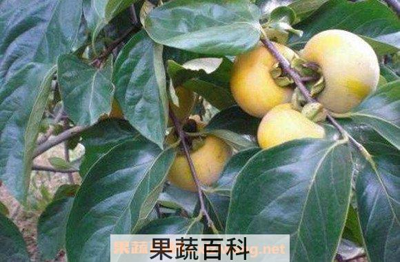 柿子叶