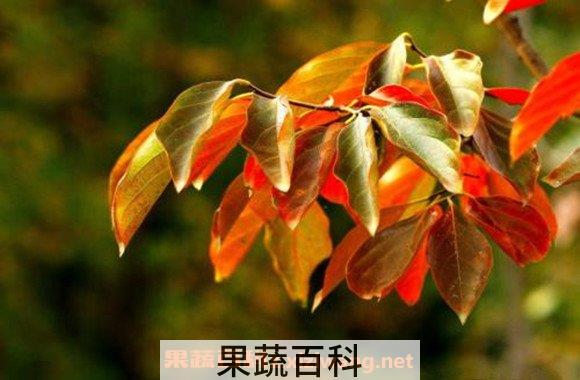 柿子叶